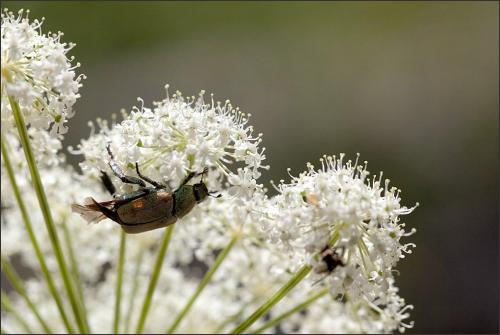 Réf. 179 993 : Hoplia argentea